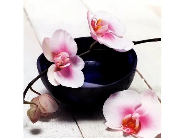 posizione delle orchidee-2