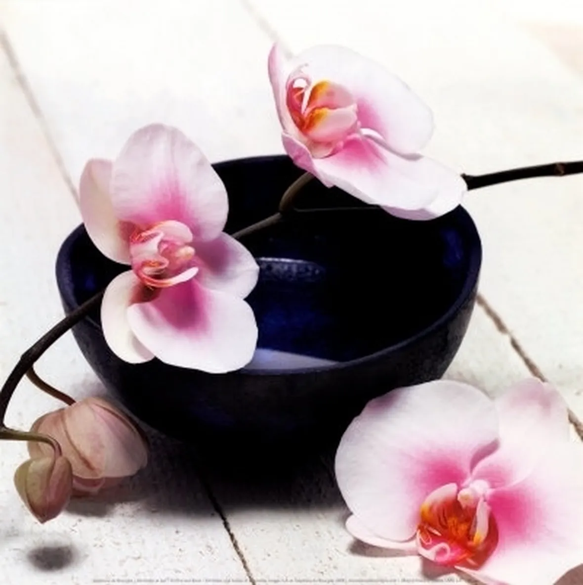 posizione delle orchidee-2