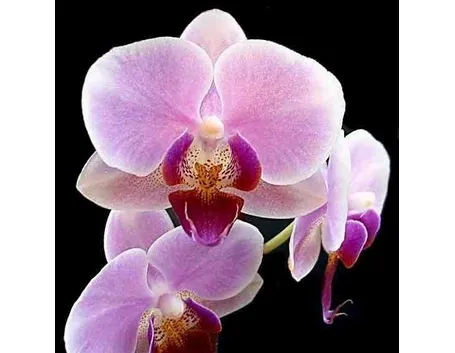 posizione delle orchidee-3