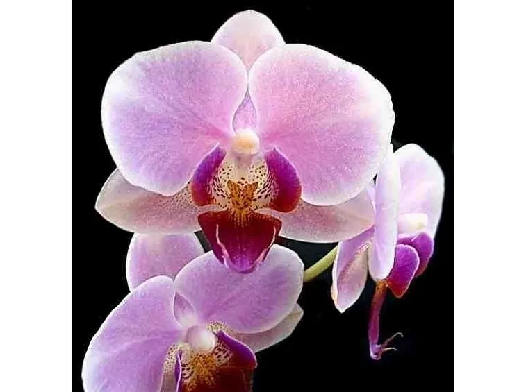 posizione delle orchidee-3