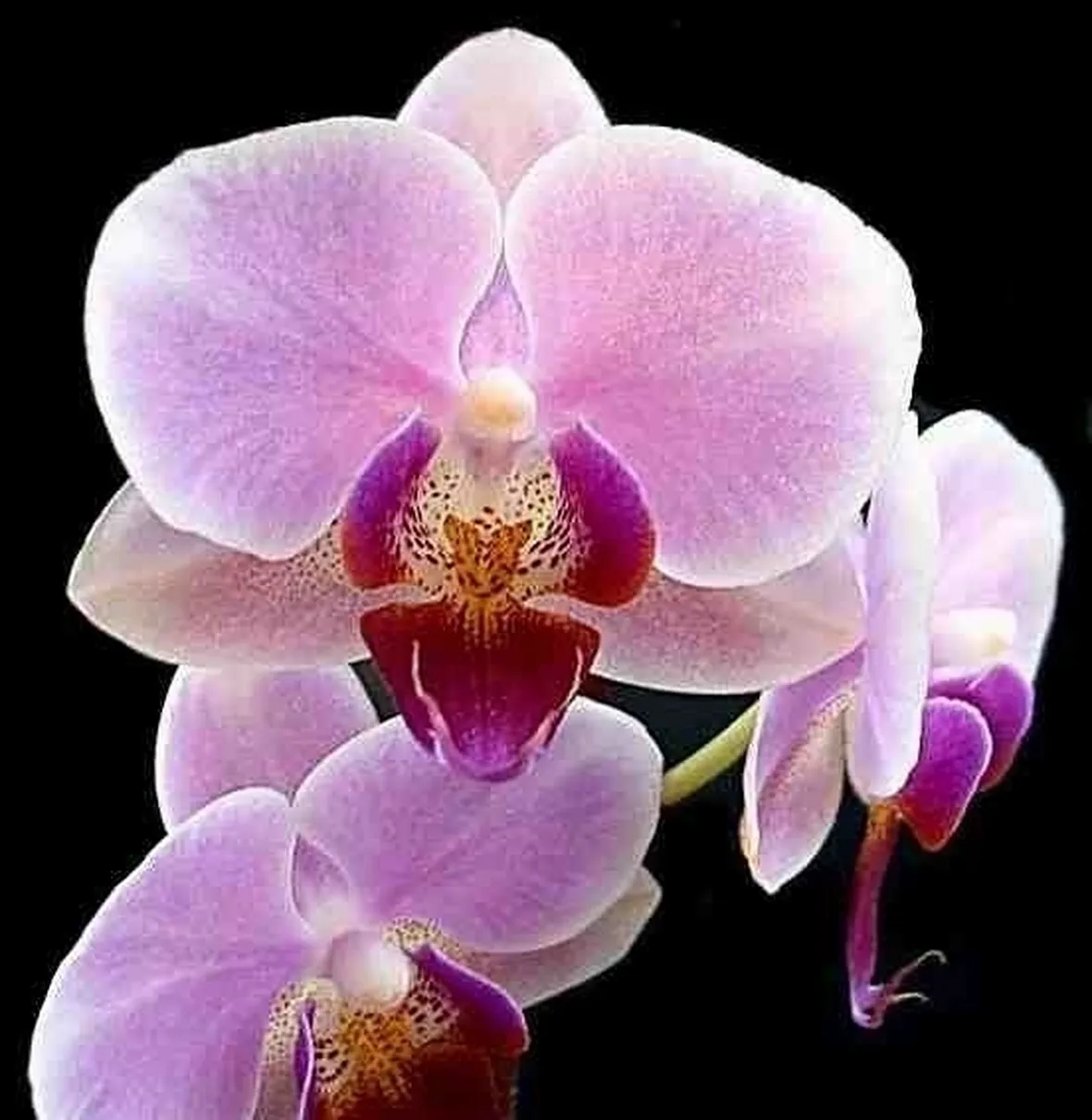 posizione delle orchidee-3