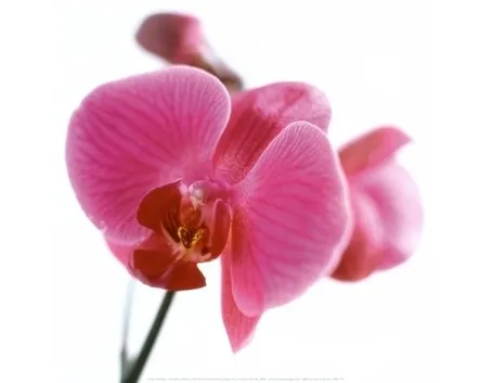posizione delle orchidee-4