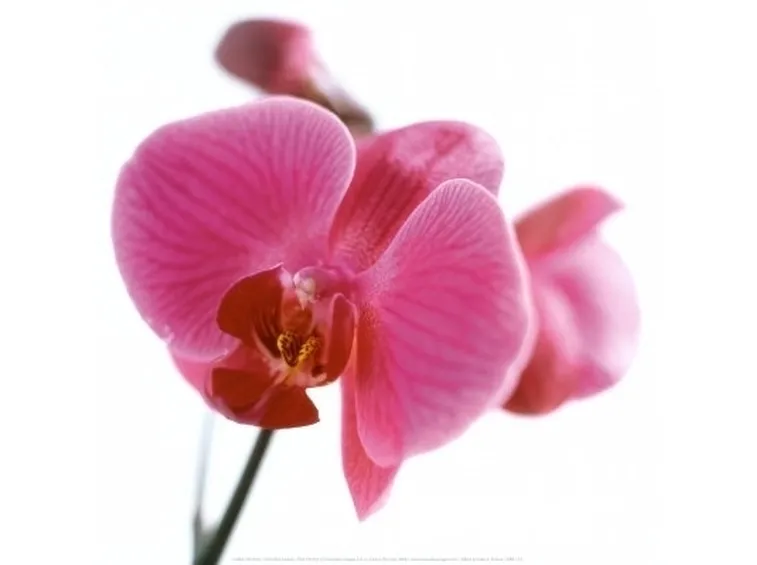 posizione delle orchidee-4