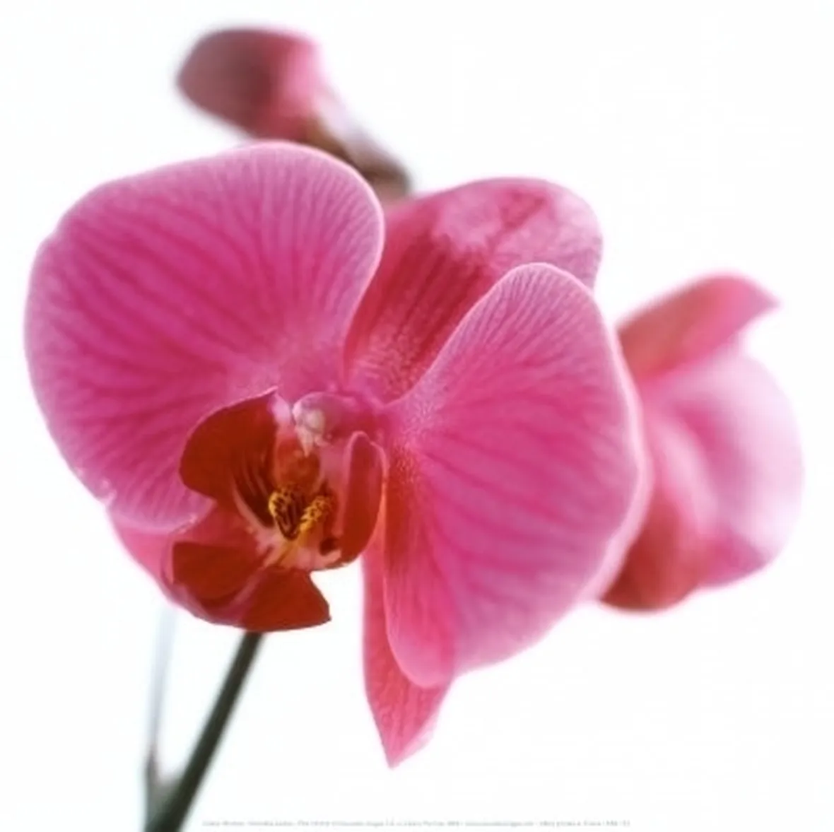 posizione delle orchidee-4