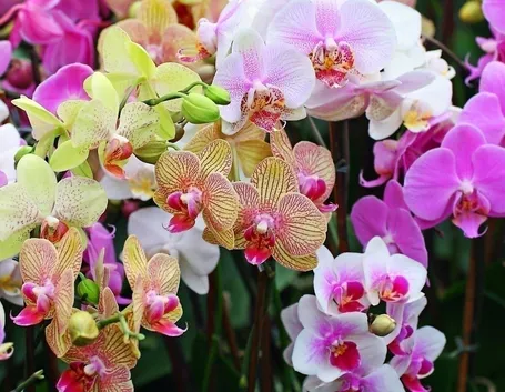 posizione delle orchidee-5