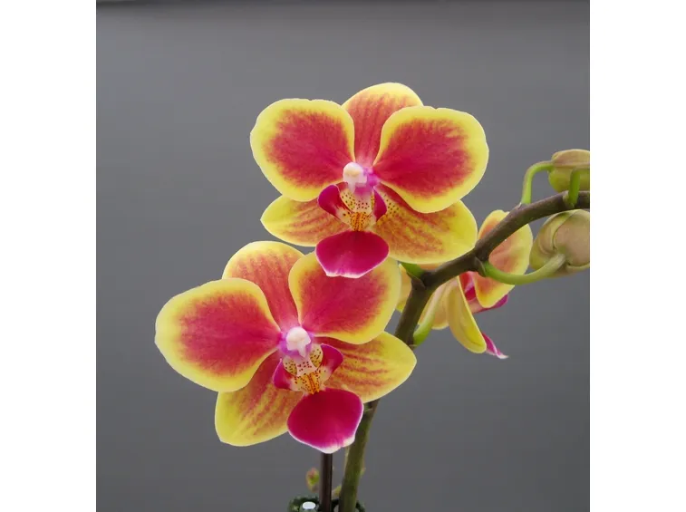 posizione delle orchidee-6