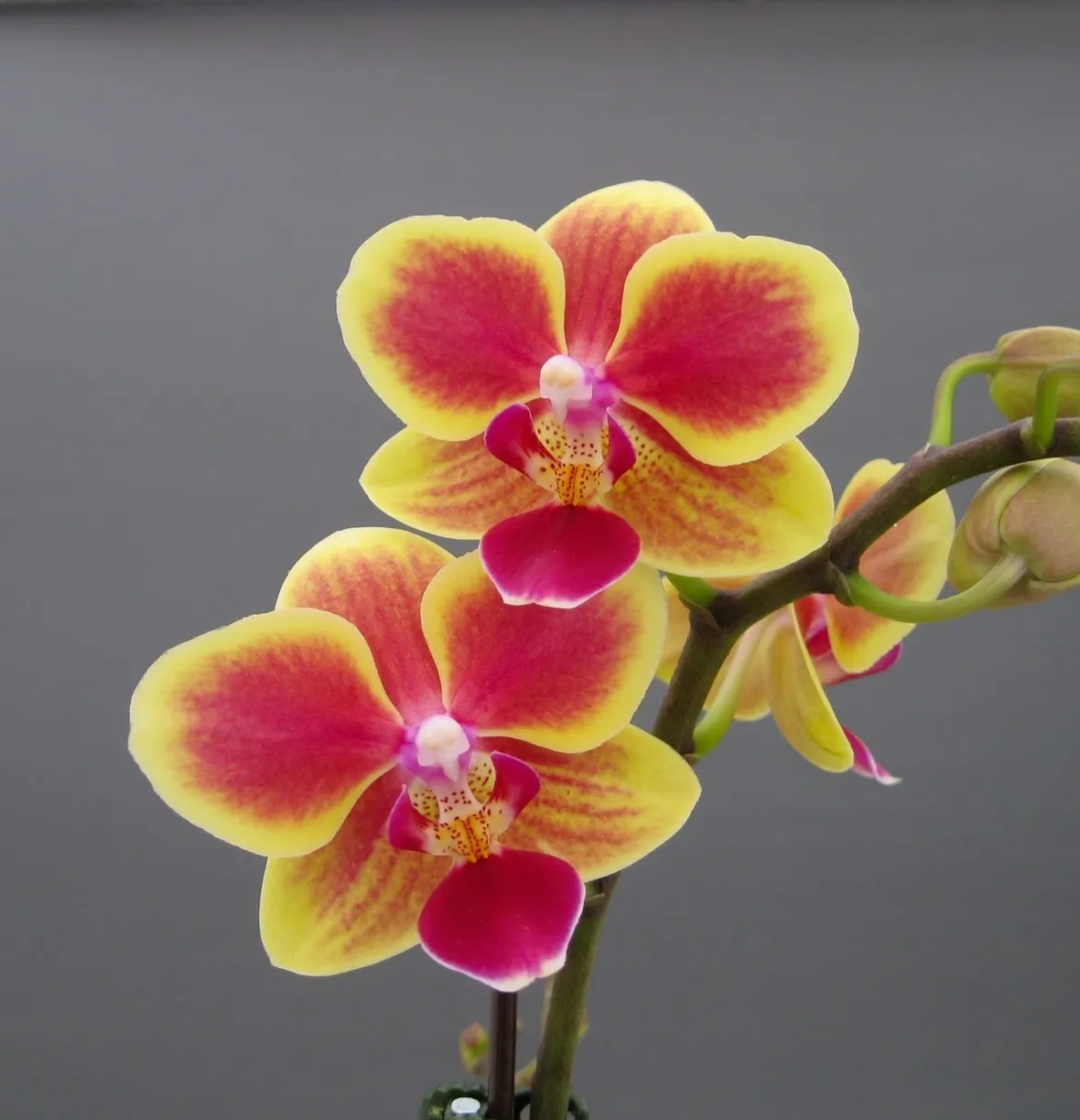 posizione delle orchidee-6