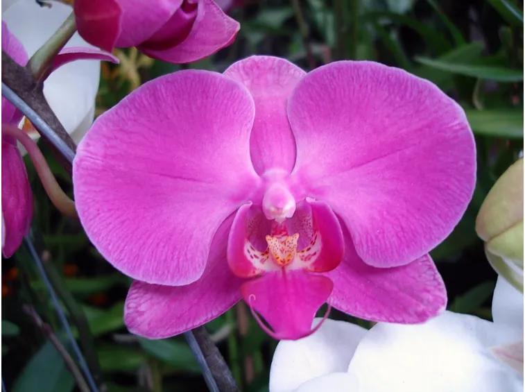 posizione delle orchidee-7
