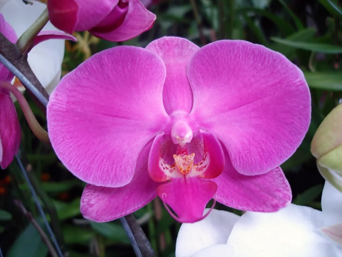 posizione delle orchidee-7