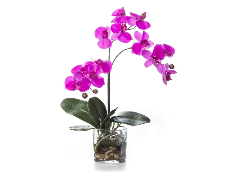 posizione delle orchidee-9
