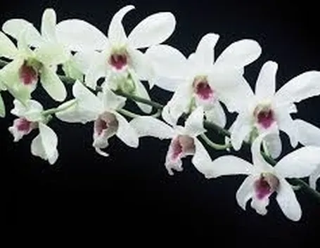 posizione delle orchidee
