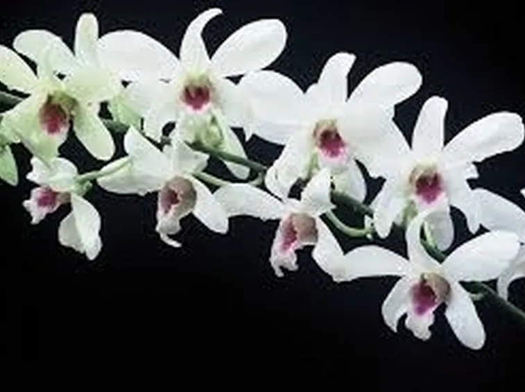 posizione delle orchidee