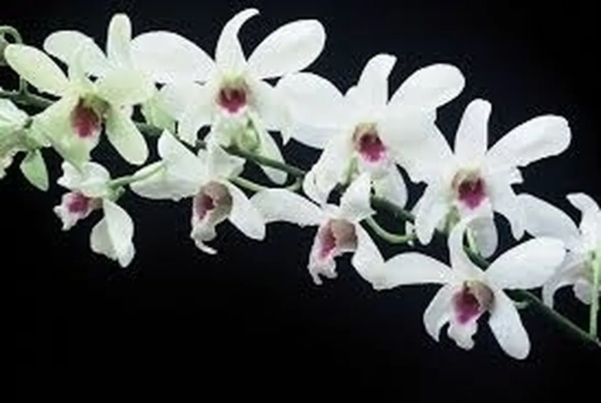 posizione delle orchidee