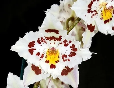 Potare orchidea
