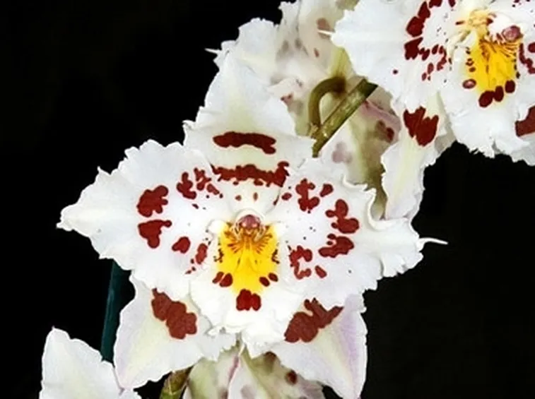 Potare orchidea