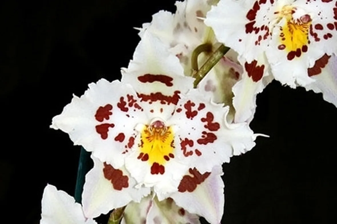 Potare orchidea