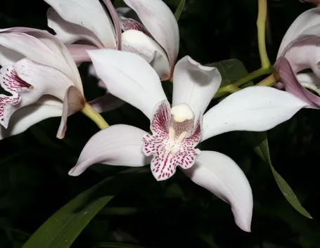 Risposta : ingiallimeto foglie phalenopsis 
