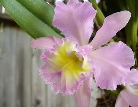 Risposta : L'Orchidea
