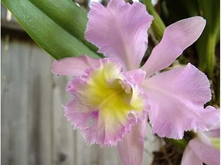 Risposta : L'Orchidea