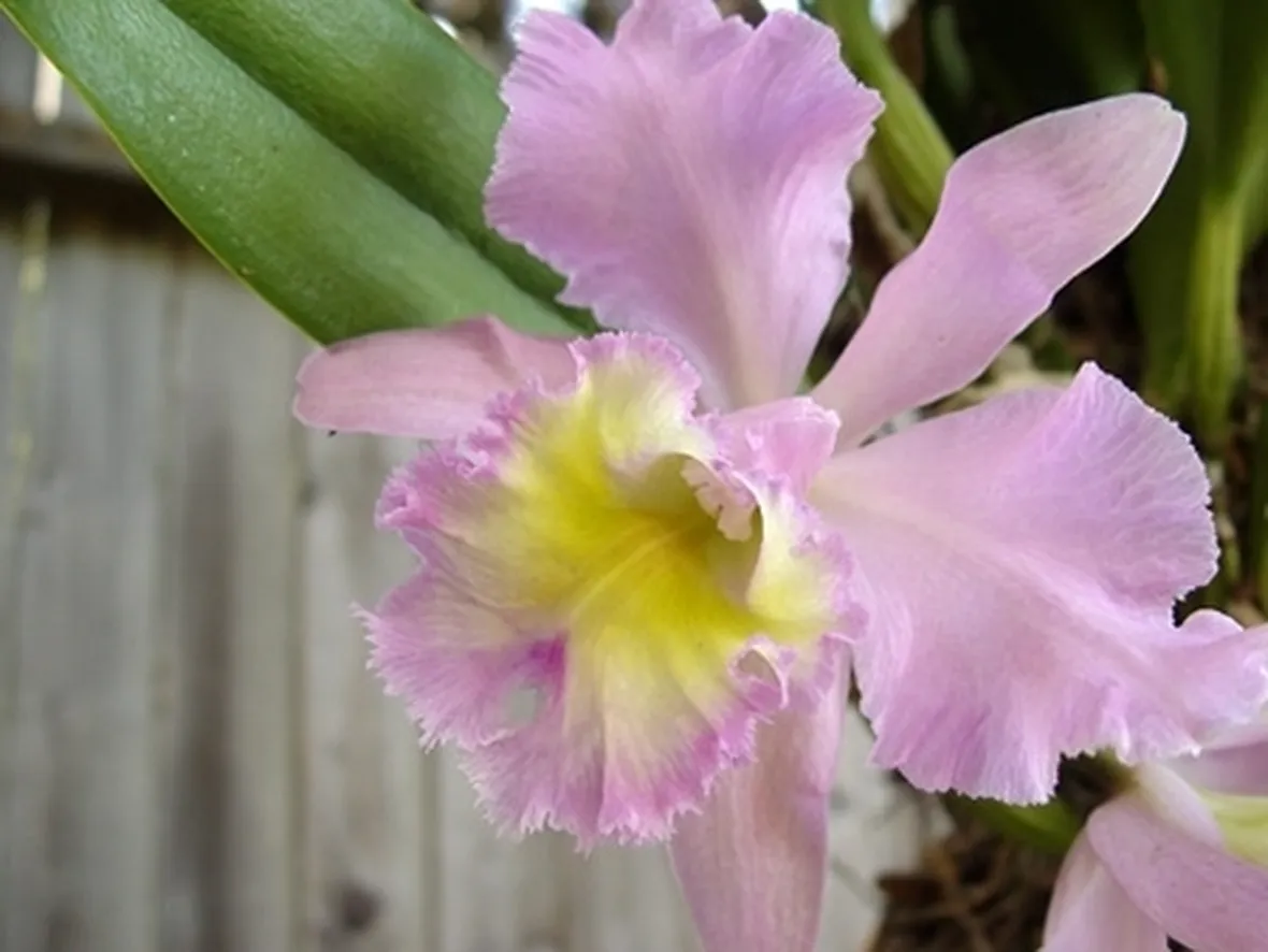 Risposta : L'Orchidea