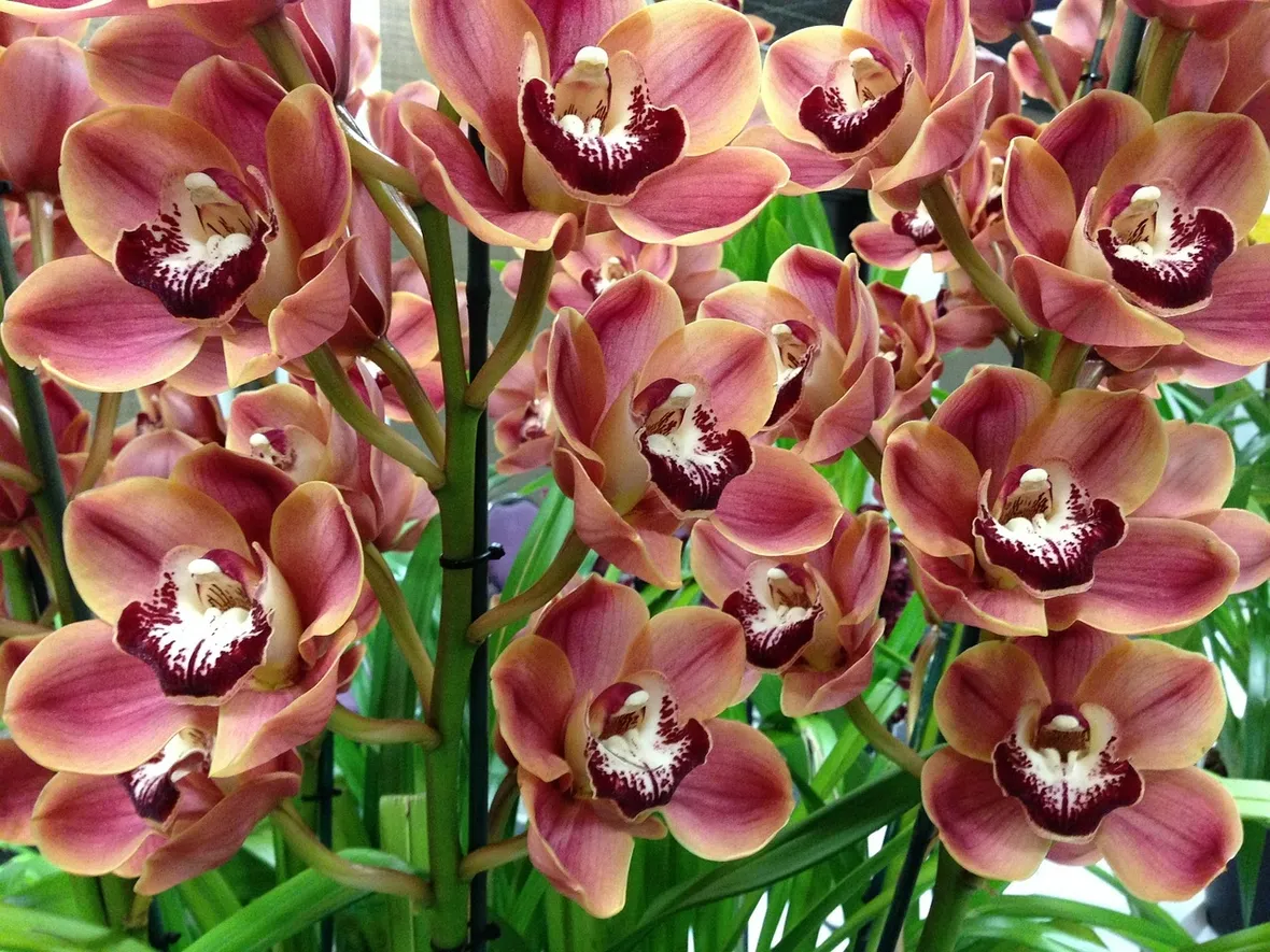 Risposta : orchidea
