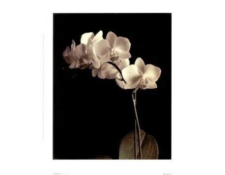 taglio delle orchidee-2