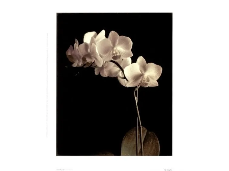 taglio delle orchidee-2