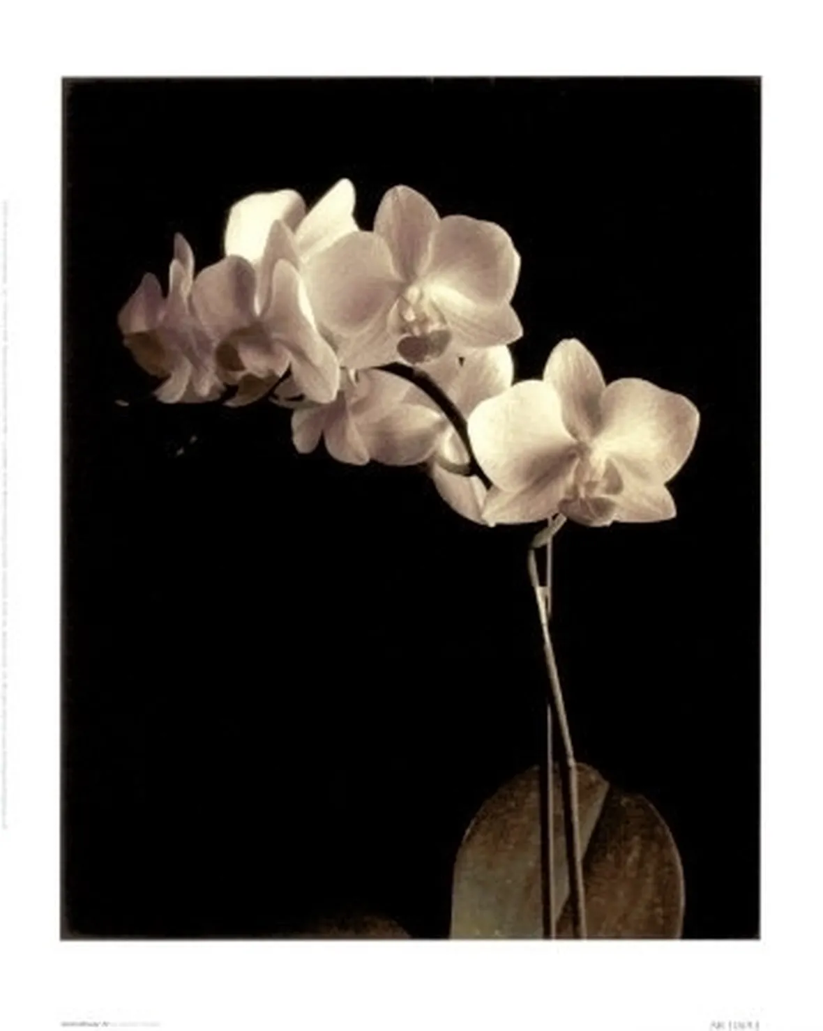 taglio delle orchidee-2