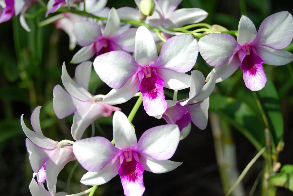 taglio delle orchidee-3