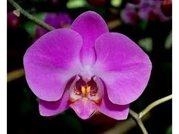 taglio delle orchidee-4