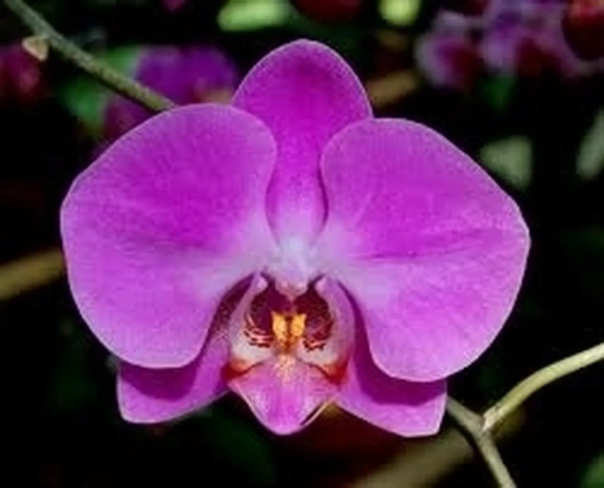 taglio delle orchidee-4