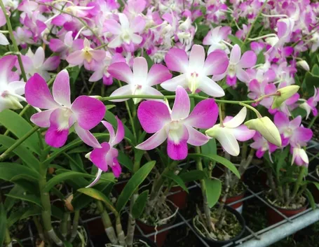 taglio delle orchidee-5