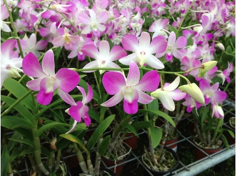 taglio delle orchidee-5