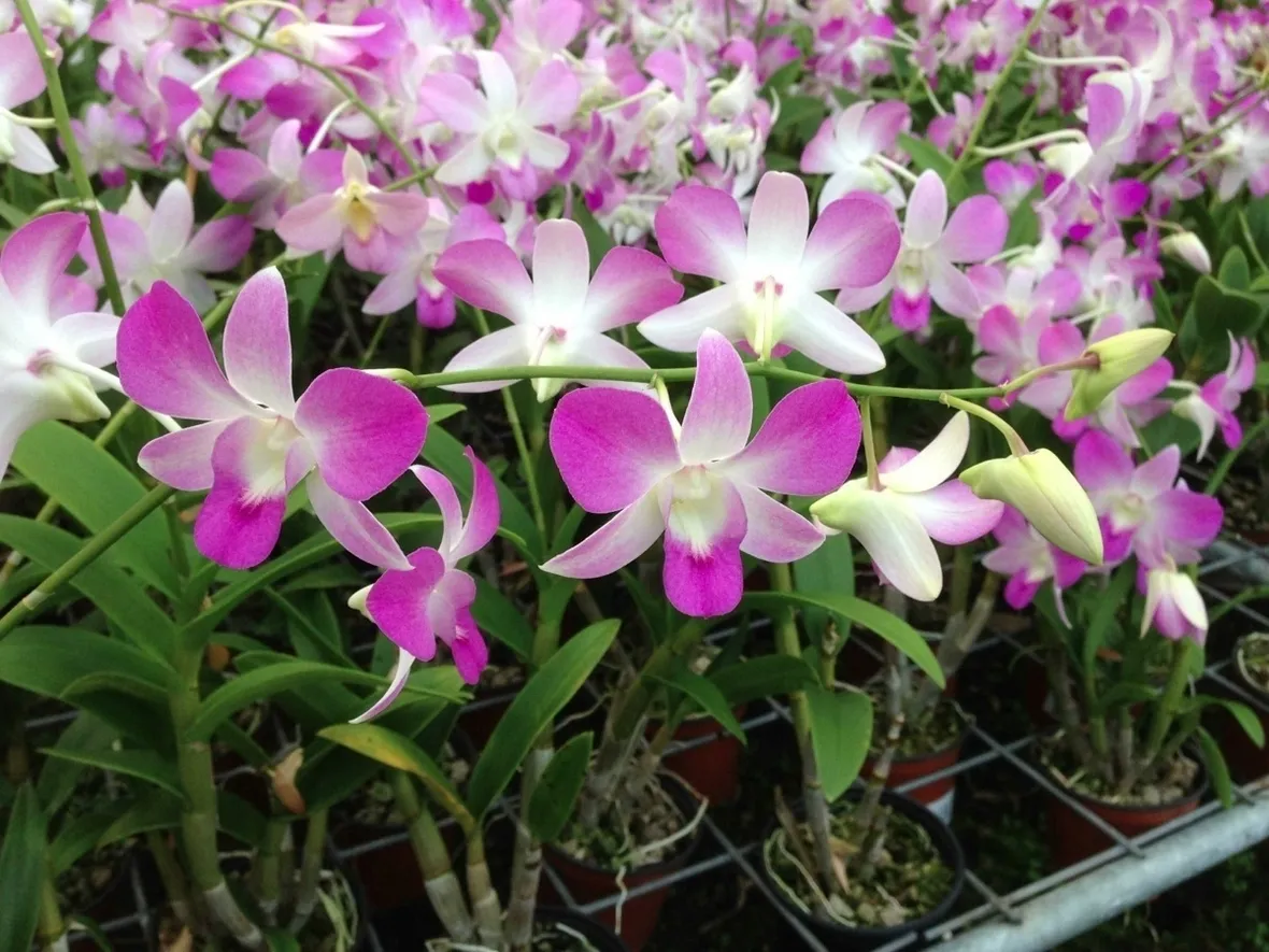 taglio delle orchidee-5