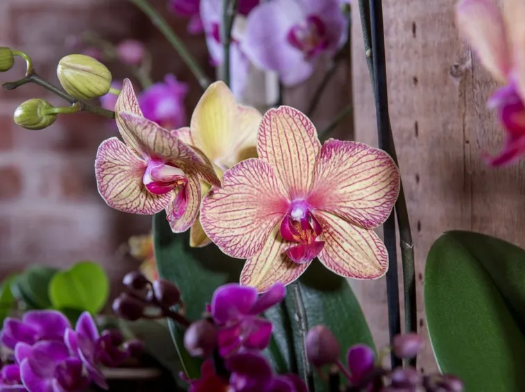 taglio delle orchidee
