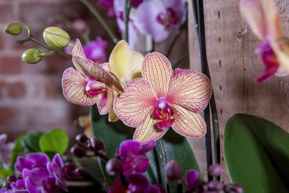taglio delle orchidee