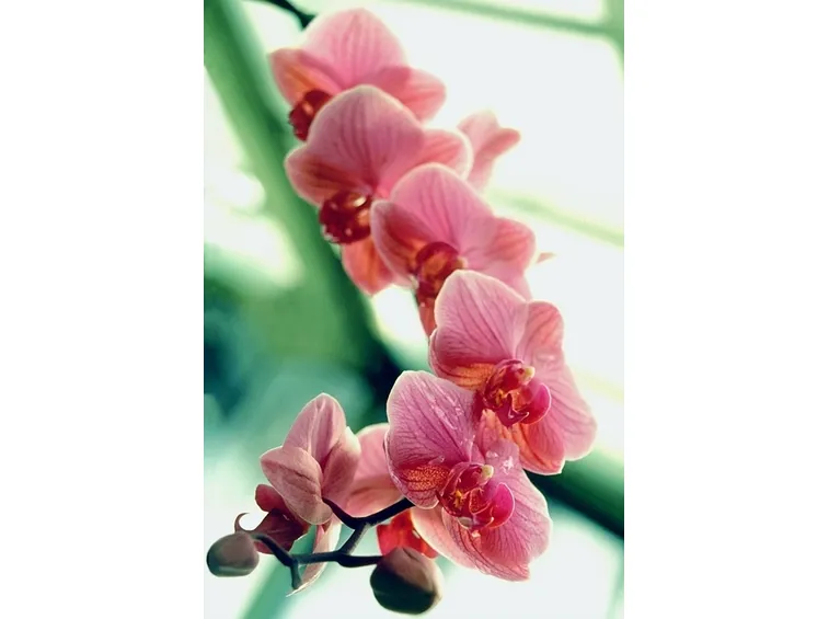 taglio delle orchidee-7