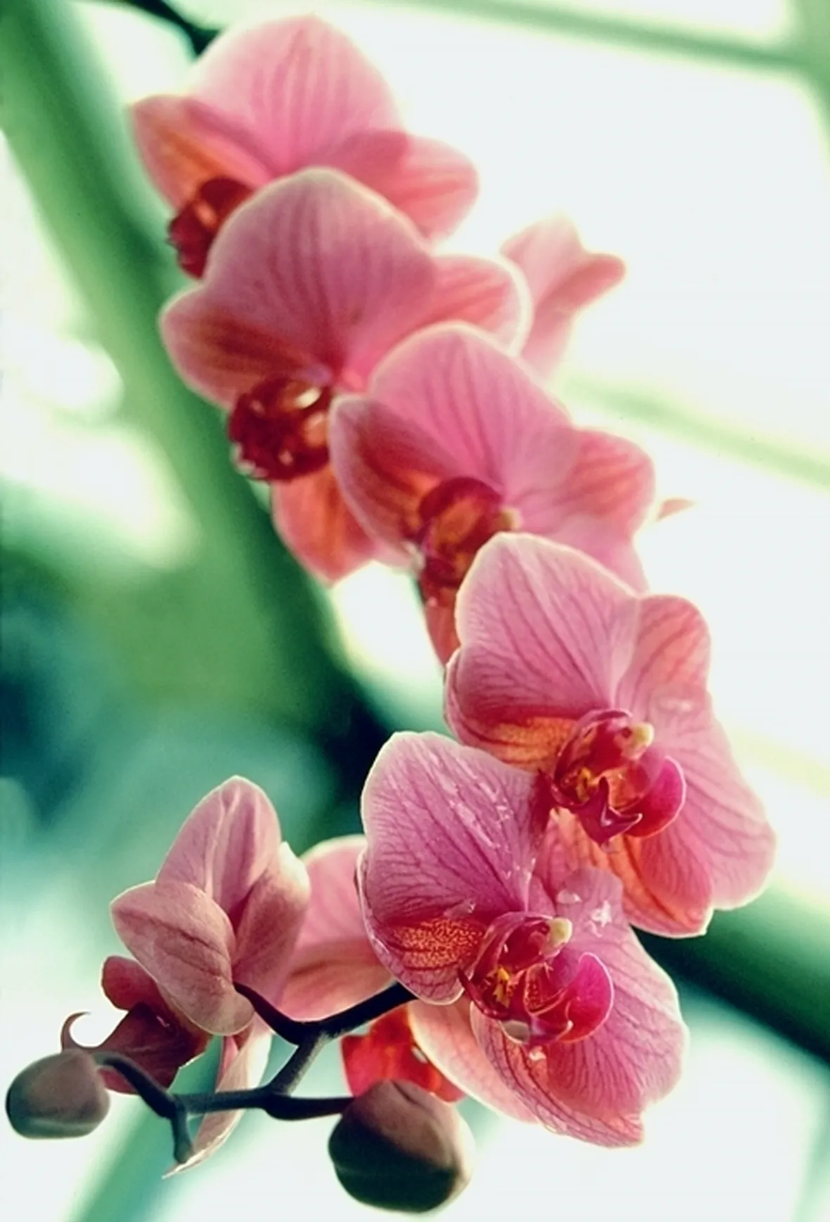 taglio delle orchidee-7