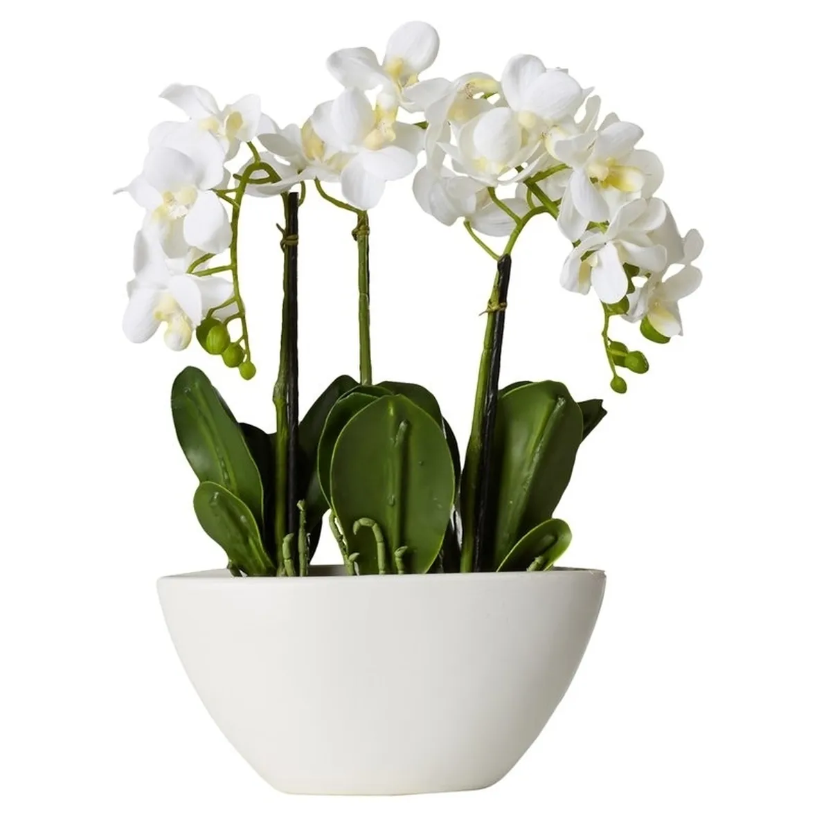 taglio delle orchidee-8
