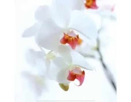 taglio delle orchidee-9