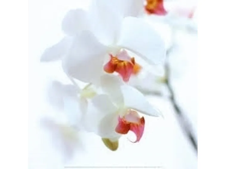 taglio delle orchidee-9