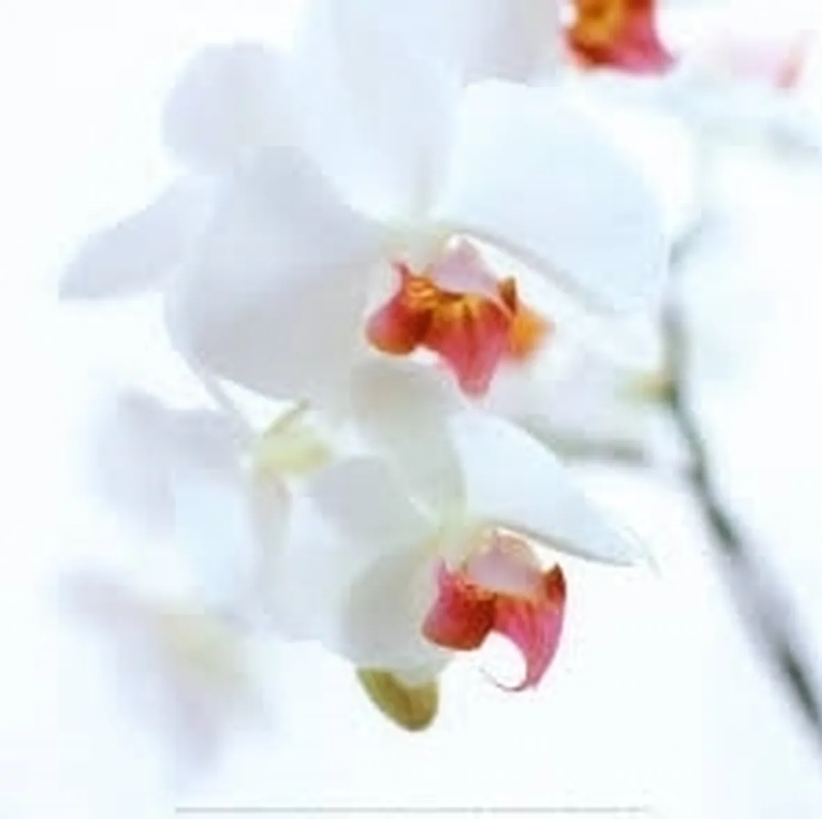 taglio delle orchidee-9