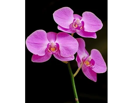 taglio delle orchidee