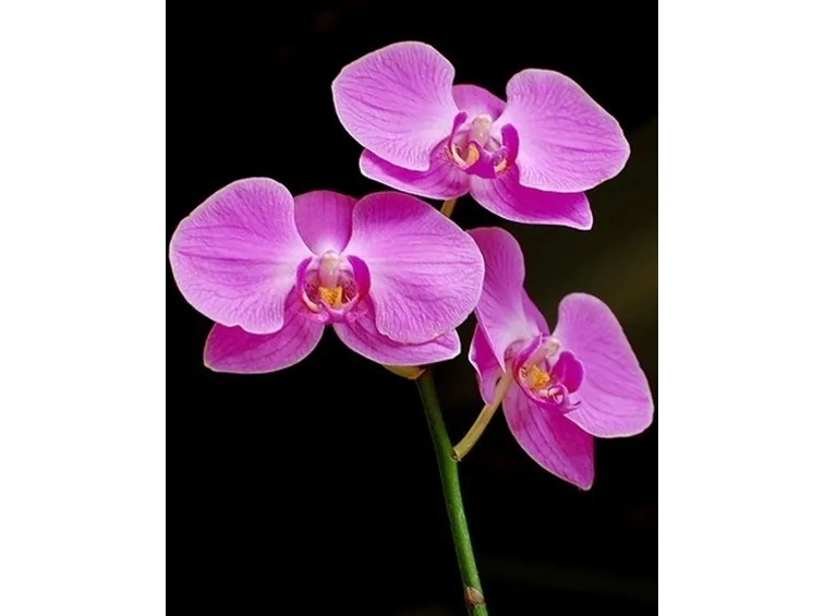 taglio delle orchidee