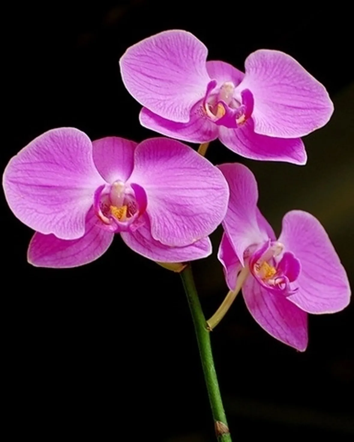 taglio delle orchidee