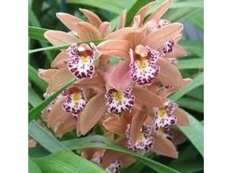 Terreno cymbidium