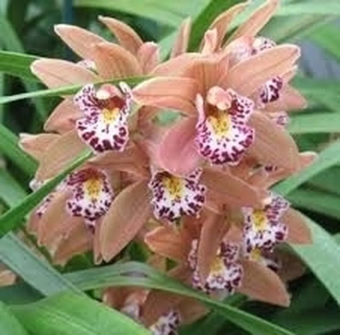 Terreno cymbidium