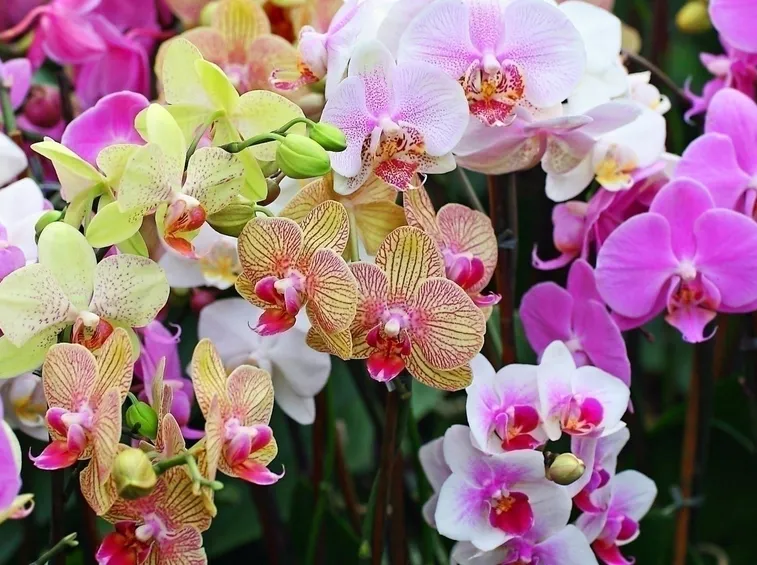 Dove comprare le orchidee
