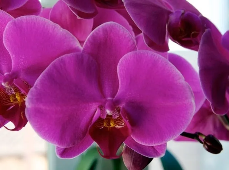 vendita delle orchidee-3