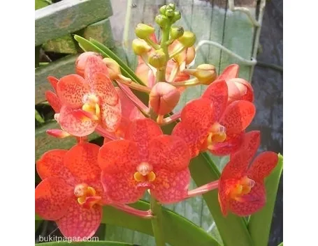vendita delle orchidee-4